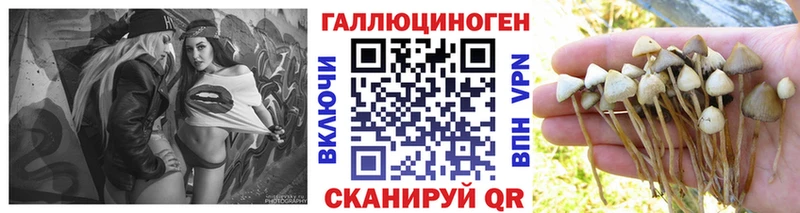 Купить  Оха  Псилоцибиновые грибы Psilocybine cubensis 